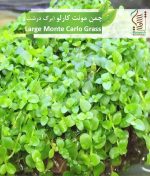 بذر چمن مونت کارلو (برگ درشت) رویش بذر - Image 2