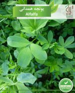 بذر یونجه همدانی رویش بذر - Image 2