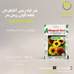 بذر گیاه زینتی آفتابگردان پابلند الوان رویش بذر