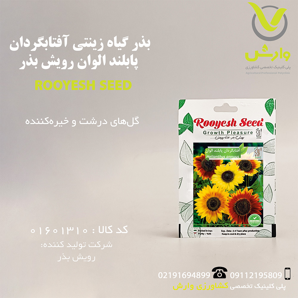 بذر گیاه زینتی آفتابگردان پابلند الوان رویش بذر