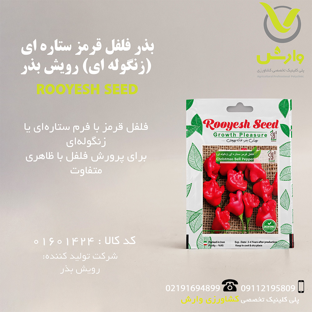 بذر فلفل قرمز ستاره ای (زنگوله ای) رویش بذر