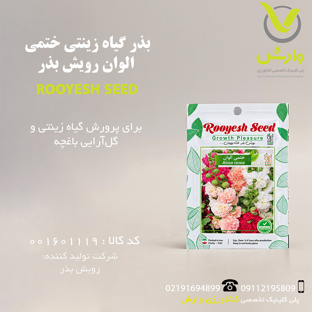 بذر گیاه زینتی ختمی الوان رویش بذر