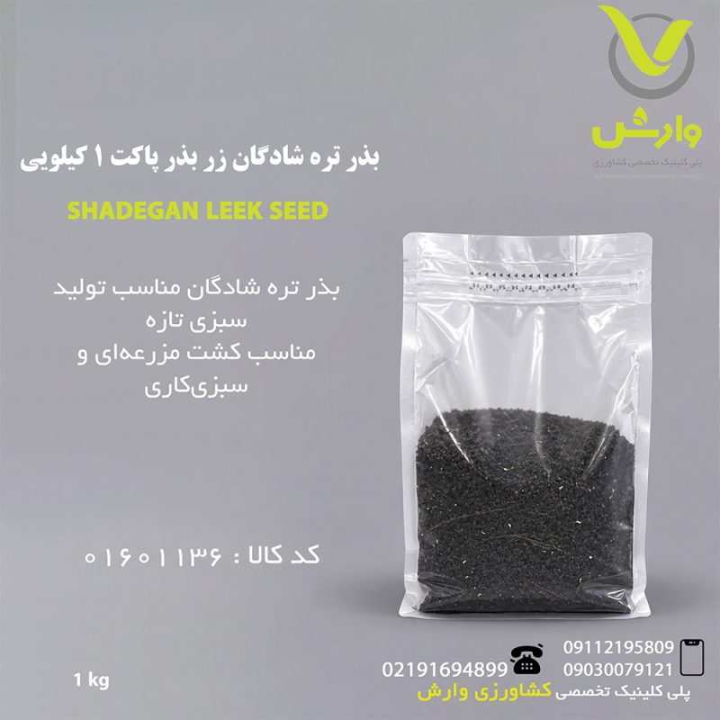 SHADEGAN LEEK SEED