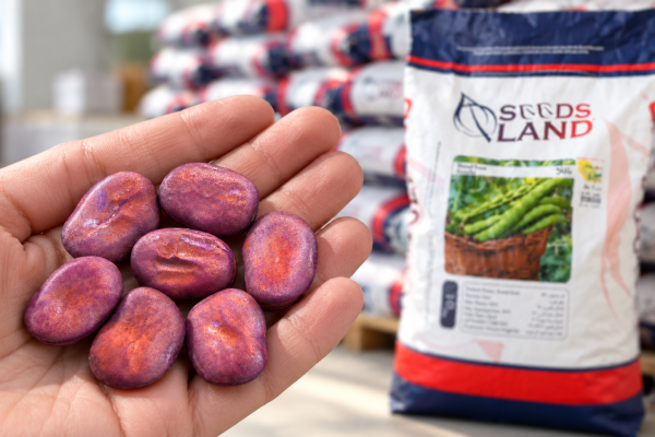 fava-bean-seed1.jpg