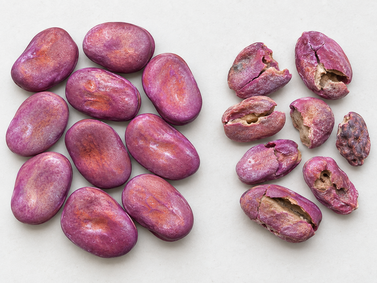 fava-bean-seed2.jpg